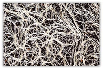 Meati Mycelium Mushroom Root Fibers
